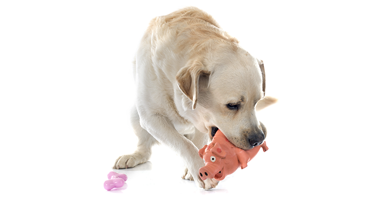 Выбираем жевательные игрушки для собак: резиновые, латексные, силиконовые