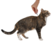 Адвантейдж® капли на холку от блох для кошек более 4 кг - 4 пипетки – интернет-магазин Ле’Муррр