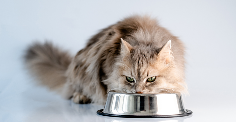 Профилактический и лечебный корм для кошек при мочекаменной болезни: как выбрать