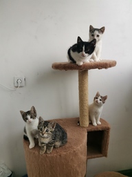 Пользовательская фотография №2 к отзыву на Иванки Комплекс с когтеточками и домиком-лабиринтом для кошек, сизаль