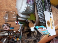 Пользовательская фотография №2 к отзыву на Влажный корм Pro Plan Nutri Savour для взрослых стерилизованных кошек и кастрированных котов, с уткой в соусе
