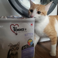 Пользовательская фотография №6 к отзыву на 1st Choice Healthy Start Сухой корм для котят (с курицей)