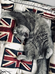 Пользовательская фотография №3 к отзыву на CLP Флаг Квадратная лежанка для собак и кошек, размер L, скотчгард